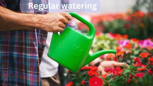Regular watering