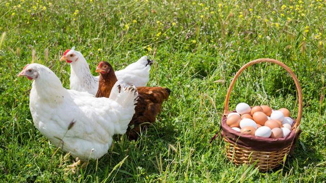 Are Organic Eggs Better