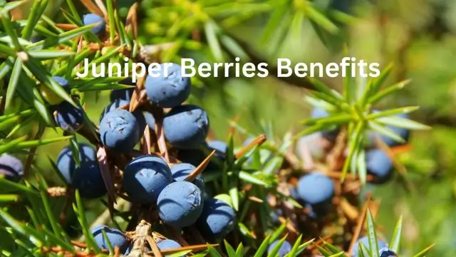 Juniper Berries Benefits And Uses