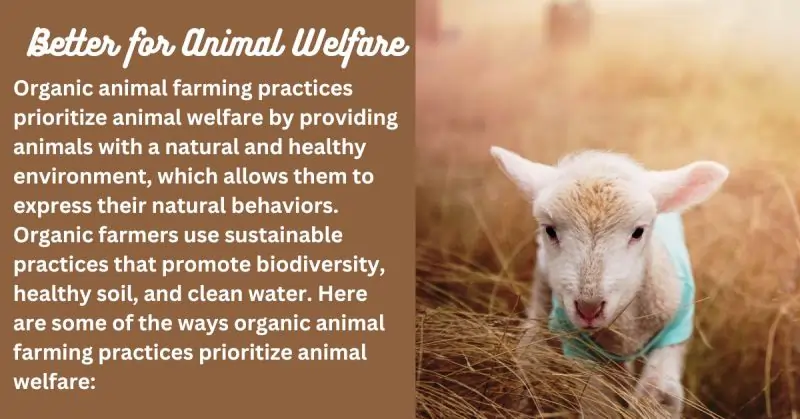 Animal Welfare