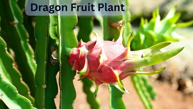 Where Does Dragon Fruit Grow Best