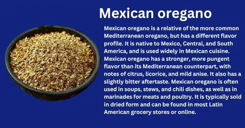 Mexican oregano